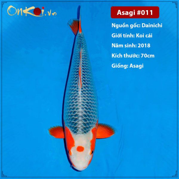 Onkoi Asagi 70cm 3 năm tuổi #011