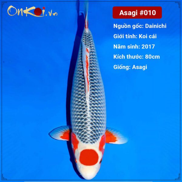 Onkoi Asagi 80cm 4 tuổi #010