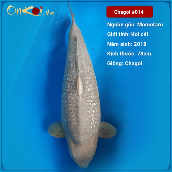 Onkoi Chagoi 78 cm 3 năm tuổi #014