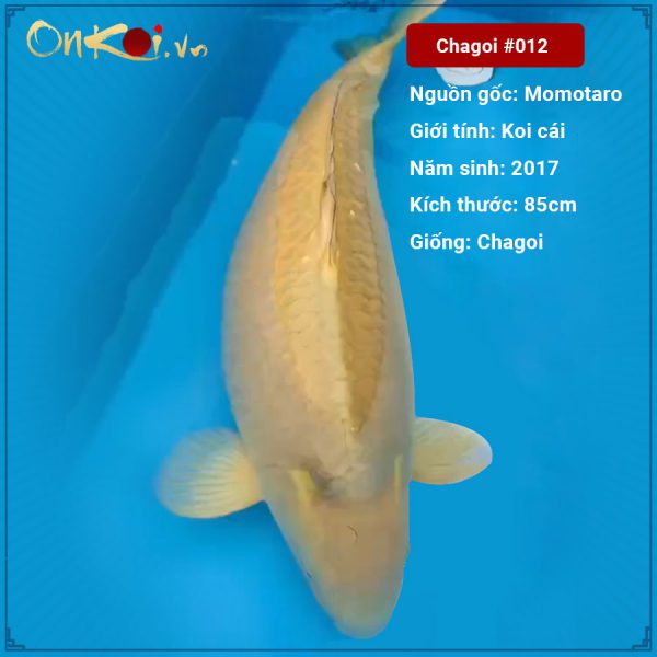 Onkoi Chagoi 85 cm 4 năm tuổi #012