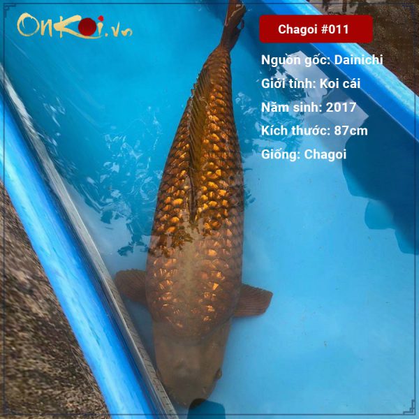 Onkoi Chagoi 87 cm 4 năm tuổi #011