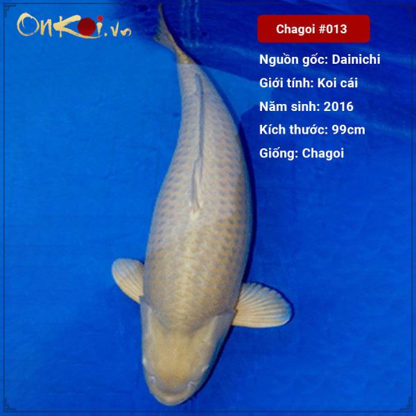 Onkoi Supper jumbo Chagoi 99 cm 5 tuổi #013