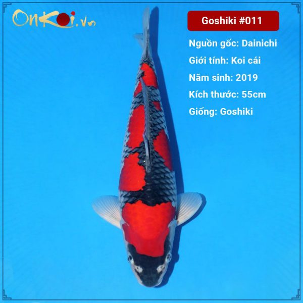 Onkoi Goshiki 55 cm 2 năm tuổi #011