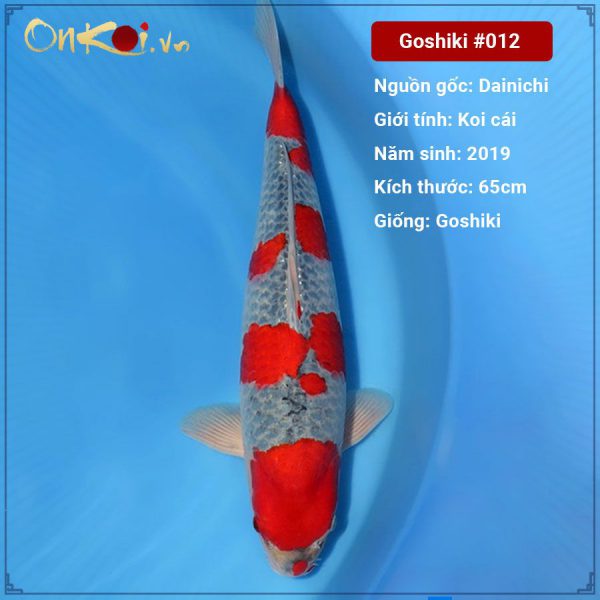 Onkoi Goshiki 65cm 2 năm tuổi #012
