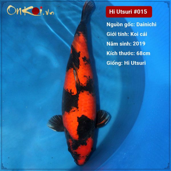 Onkoi Hi Utsuri 68 cm 2 tuổi #015