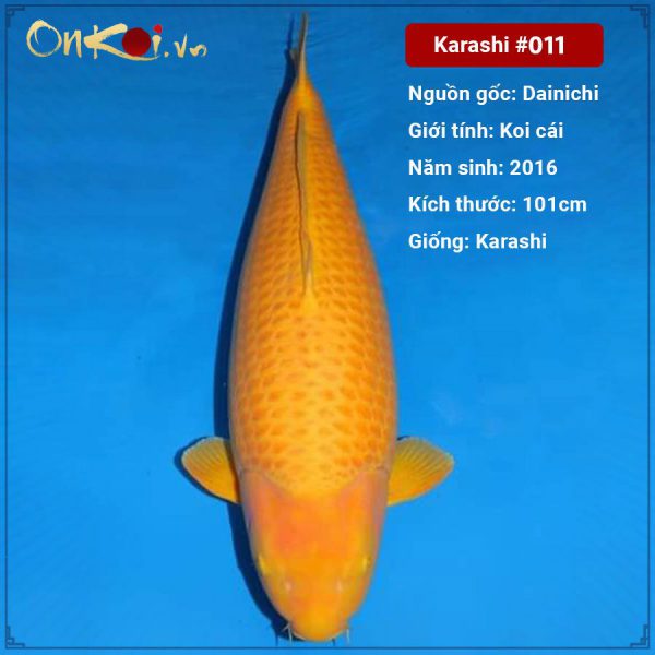 Onkoi Karashi 5 năm tuổi 101 cm #011