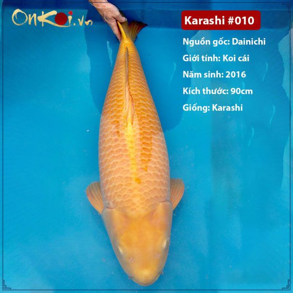 Onkoi Karashi 5 năm tuổi 90 cm #010
