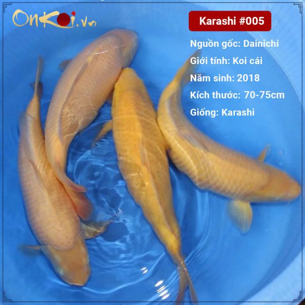 Lô Onkoi Karashi 70-75 cm 3 năm tuổi #005