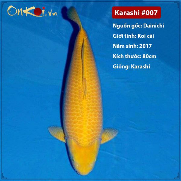Onkoi Karashi 80 cm 4 năm tuổi #007
