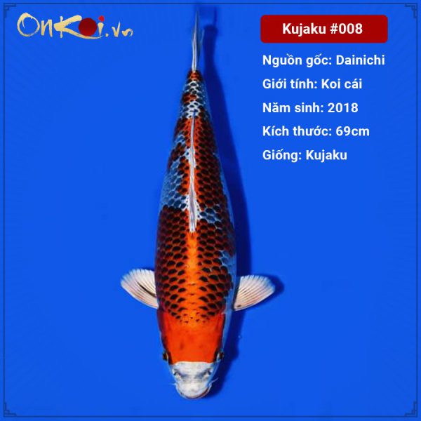 Onkoi Kujaku 69 cm 3 năm tuổi #008