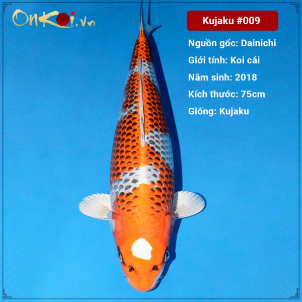 Onkoi Kujaku 75 cm 3 năm tuổi #009