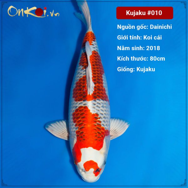 Kujaku 80cm 3 năm tuổi #010