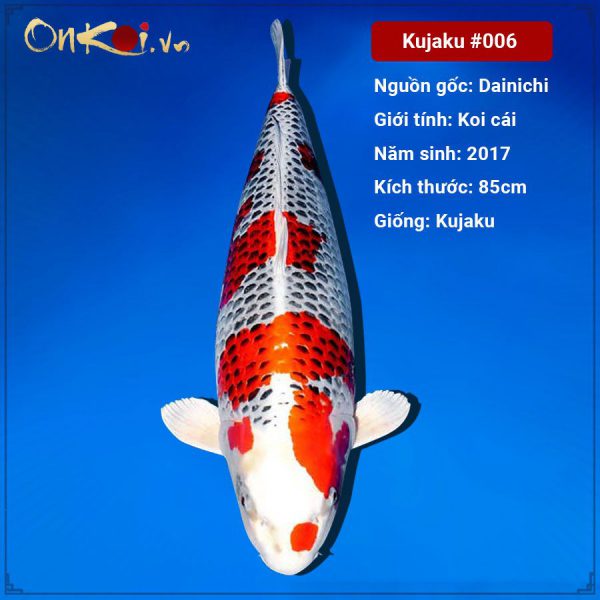 Onkoi Kujaku 85 cm 4 năm tuổi #006