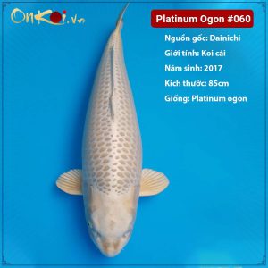 Onkoi Platinum Ogon 85 cm 4 năm tuổi #060