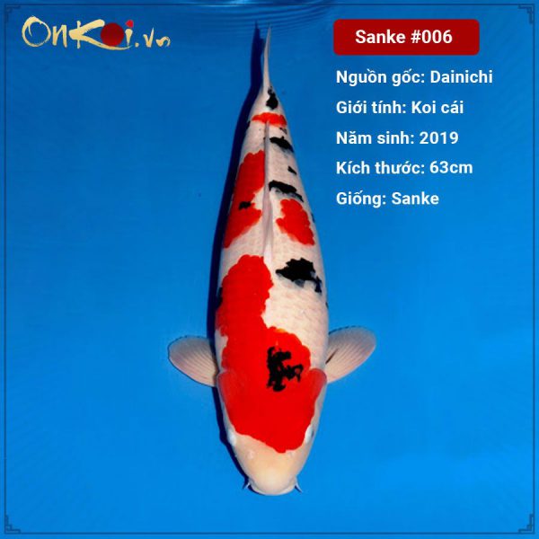 Onkoi Sanke 63 cm 2 năm tuổi #006