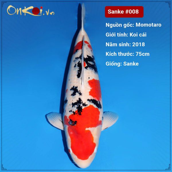 Onkoi Sanke 75 cm 3 năm tuổi #008