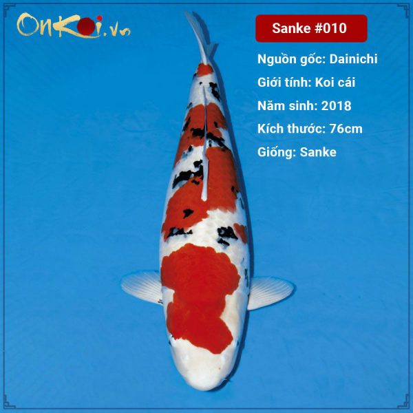 Onkoi Sanke 76 cm 2 năm tuổi #010