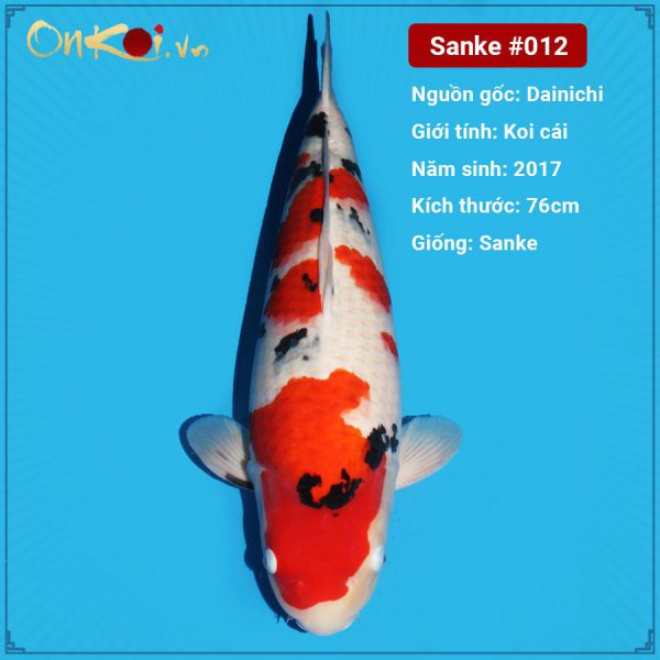 Onkoi Sanke 78 cm 4 năm tuổi #012
