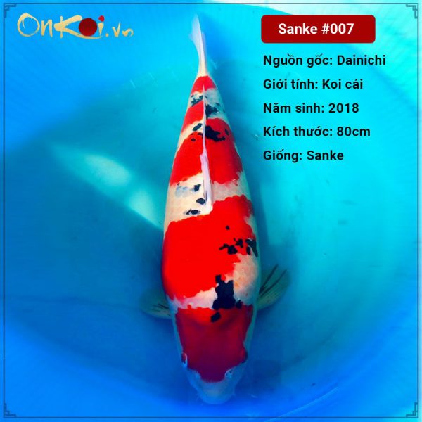 Onkoi Sanke 80 cm 3 năm tuổi #007