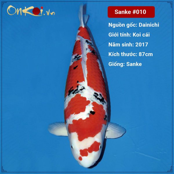 Onkoi Sanke 87 cm 4 năm tuổi #011