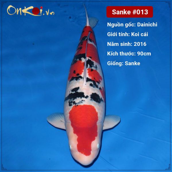 Onkoi Sanke 90 cm 5 năm tuổi #013