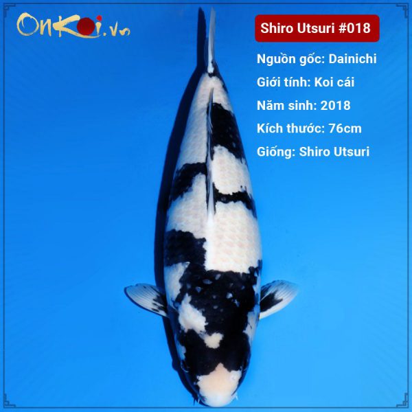 Onkoi Shiro Utsuri 76 cm 3 tuổi #018