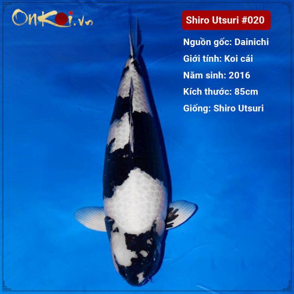 onkoi-shiro-utsuri-85-cm-5-tuoi-020