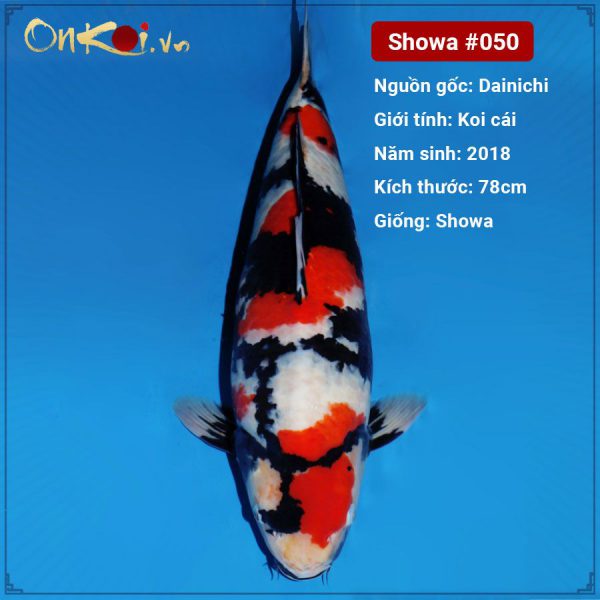 Onkoi Showa 3 tuổi 78 cm #050