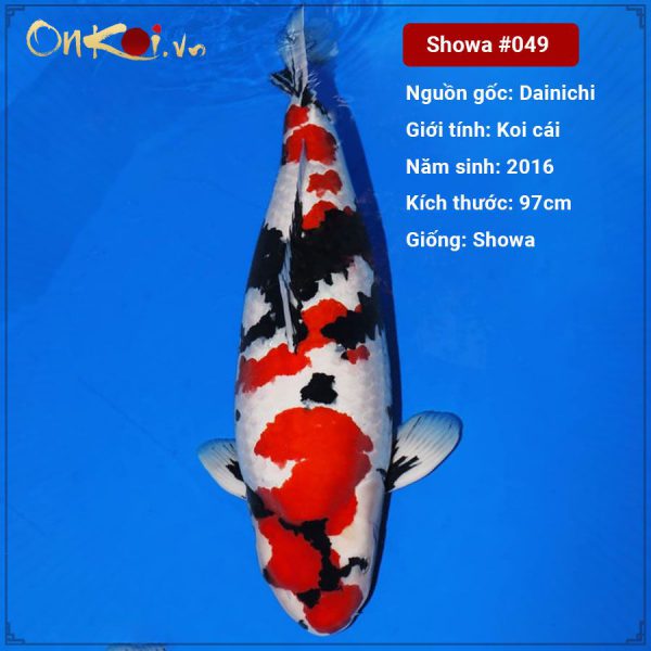 Onkoi showa 97 cm 5 tuổi #049