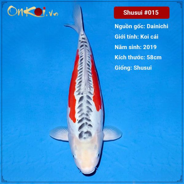 onkoi-shusui-58-cm-2-tuoi