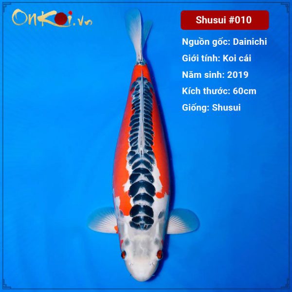 Onkoi Shusui 60 cm 2 năm tuổi #010