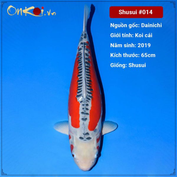 Onkoi Shusui 65 cm 2 tuổi #014