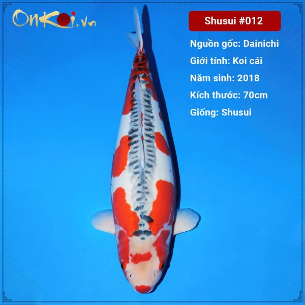 Onkoi Shusui 70 cm 3 tuổi #012
