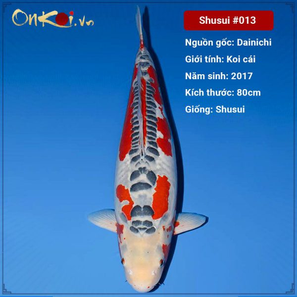 onkoi-shusui-80-cm-4-tuoi-013