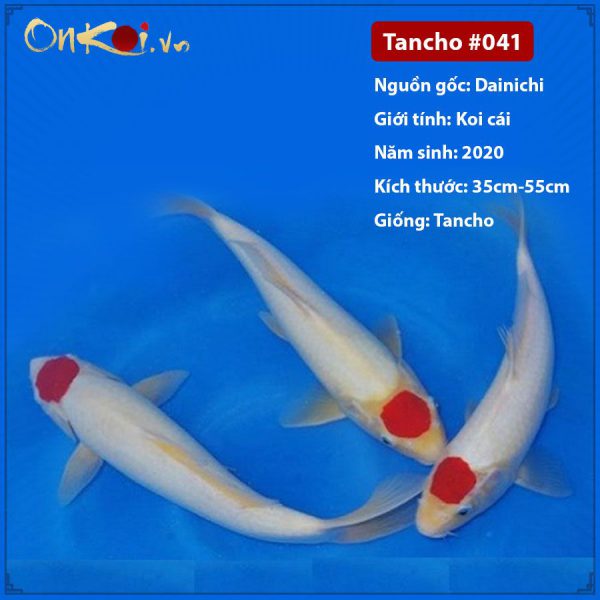 Onkoi Tancho 35 - 55 cm 1 tuổi #041