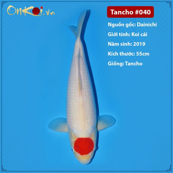 Onkoi Tancho 55 cm 2 tuổi #040