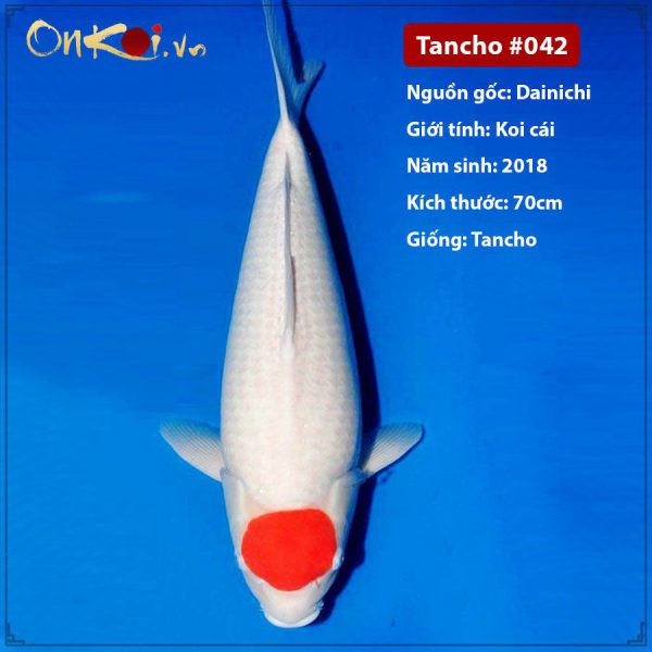 Onkoi Tancho 70cm 3 tuổi #042