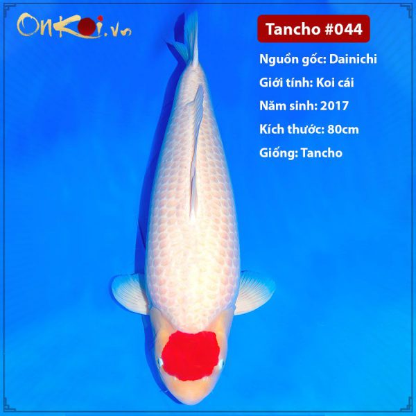 Onkoi Tancho 80 cm 4 tuổi #044