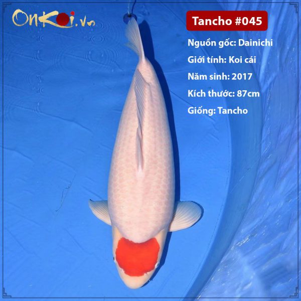 Onkoi Tancho 87 cm 4 tuổi #045
