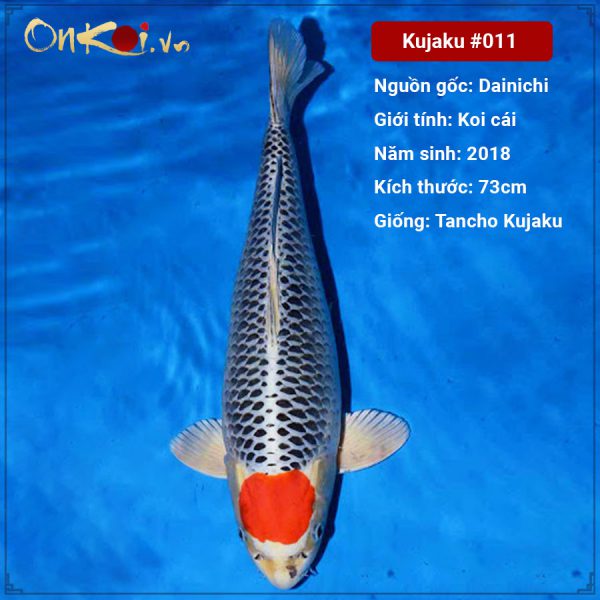 Kujaku 73cm 3 năm tuổi #011