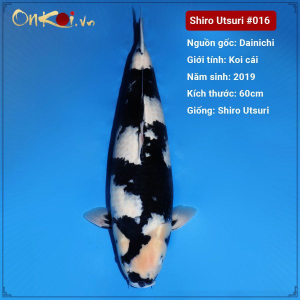 Onkoi Shiro Utsuri 60 cm 2 tuổi #016
