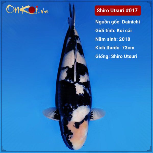 Onkoi Shiro Utsuri 73 cm 3 tuổi #017