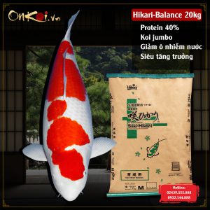 Hikari-balance 40% protein thức ăn cá koi tăng trưởng Vip 6 hạt chìm 20kg CA11