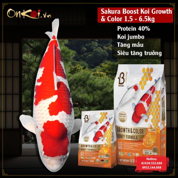 Thức ăn Koi gần 40% protein Sakura-Boost Koi Growth & Color