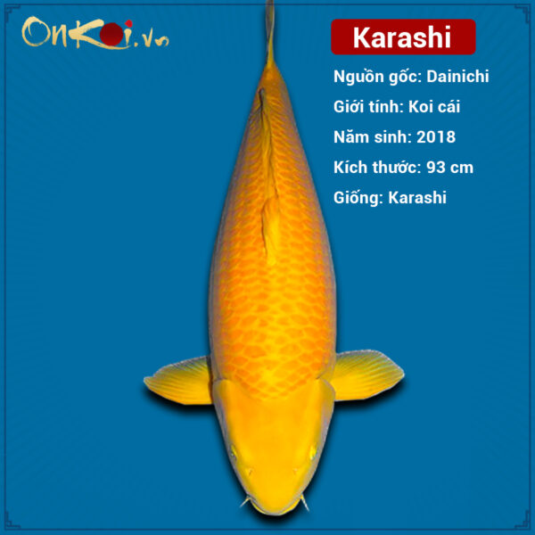 ava-karashi-1-95 cm