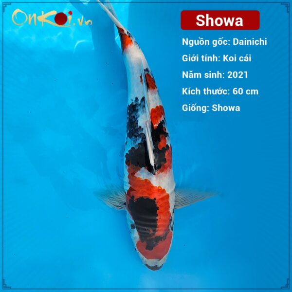 ava-showa-2 tuoi