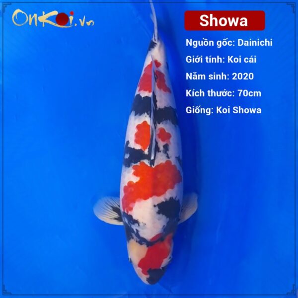 ava-showa-3-tuoi