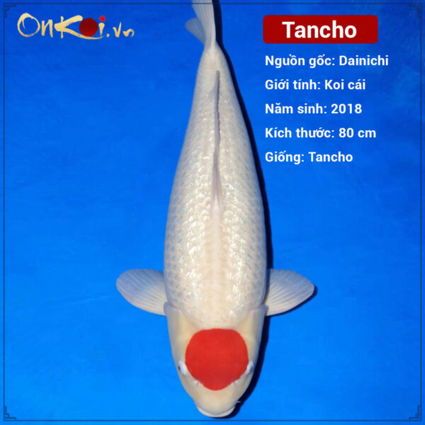 tancho-80cm